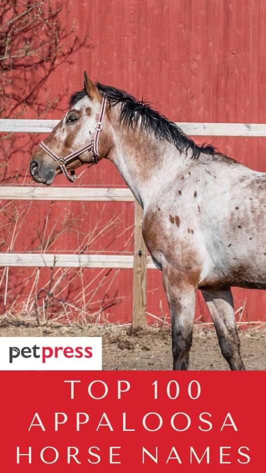 Top 100 Best Appaloosa Horse Names For Any Taste PetPress