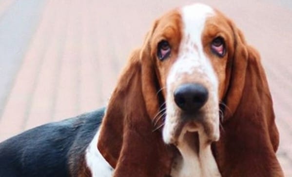 101 Great Male Dog Names For Basset Hounds