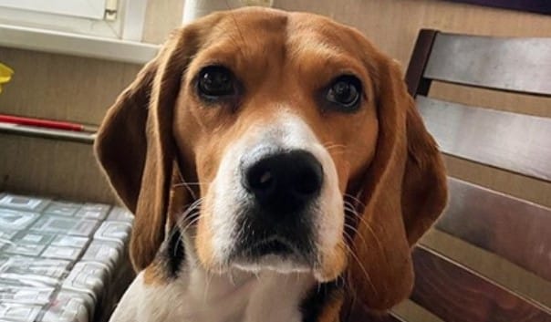 99 Beautiful Female Dog Names For Beagles