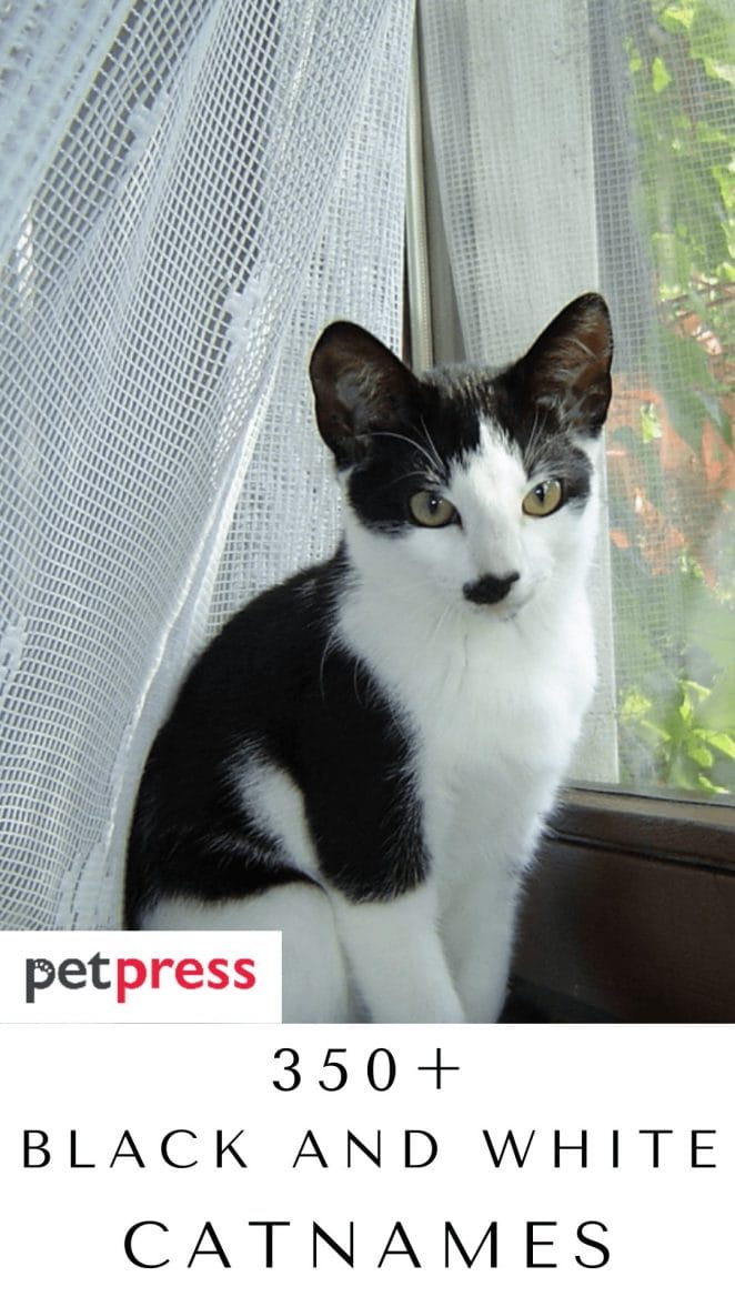 black-and-white-cat-names