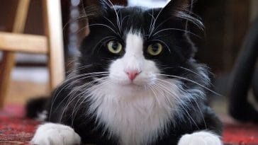 black and white cat names