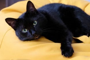 Black Cat Names: 500+ Best Names for Black Kittens - PetPress