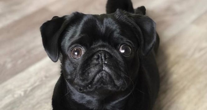 Top 50 Pug Dog Names For Male Dogs