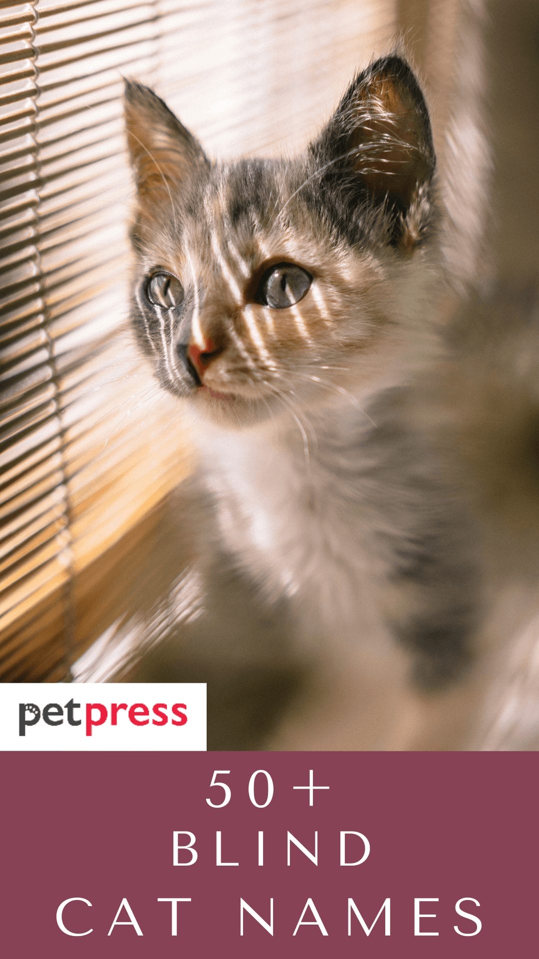 54 Blind Cat Names Name Ideas for Blind Cats