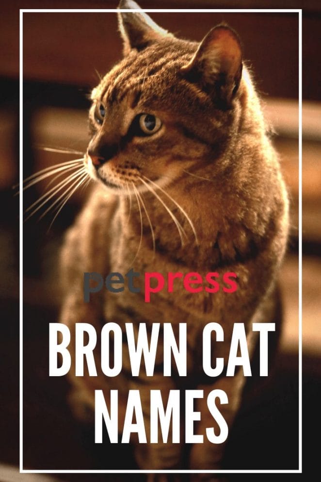 brown cat names