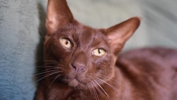 brown cat names
