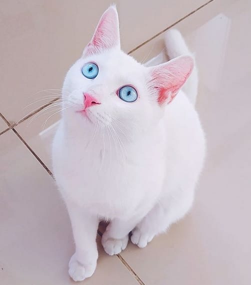 Top 75 Beautiful Blue-Eyed Cat Names That Are Cute And Unique