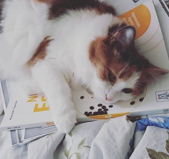 Over 250 Popular Boy Cat Names 2020 PetPress