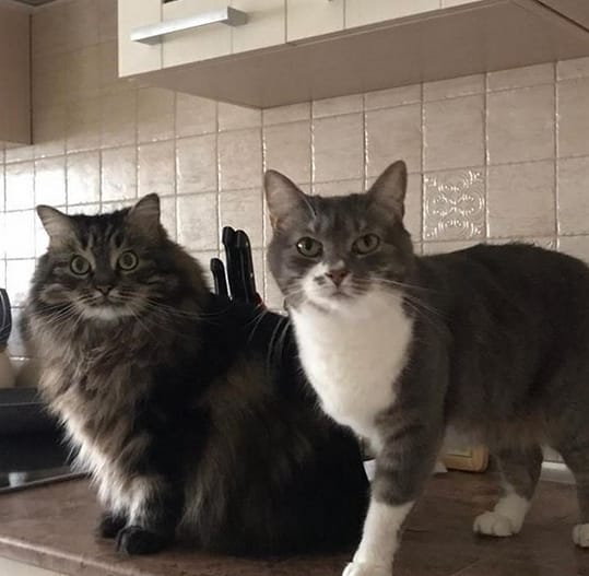 Top 150 Ironic Cat Names for Funky And Adorable Cats