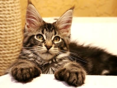 Top 64 Unique Cat Names for Polydactyl Cats - PetPress