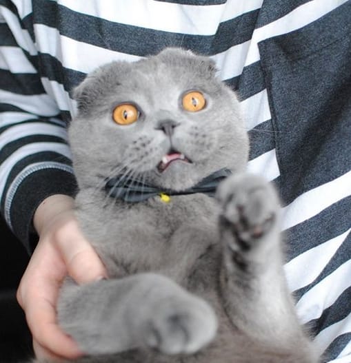 Top 50 Weird Cat Names PetPress