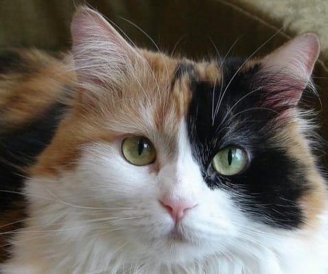 79 Lucky Three-Colored Cat Names - PetPress