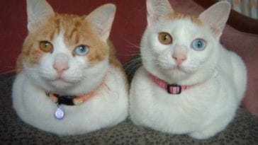 twin sister cats