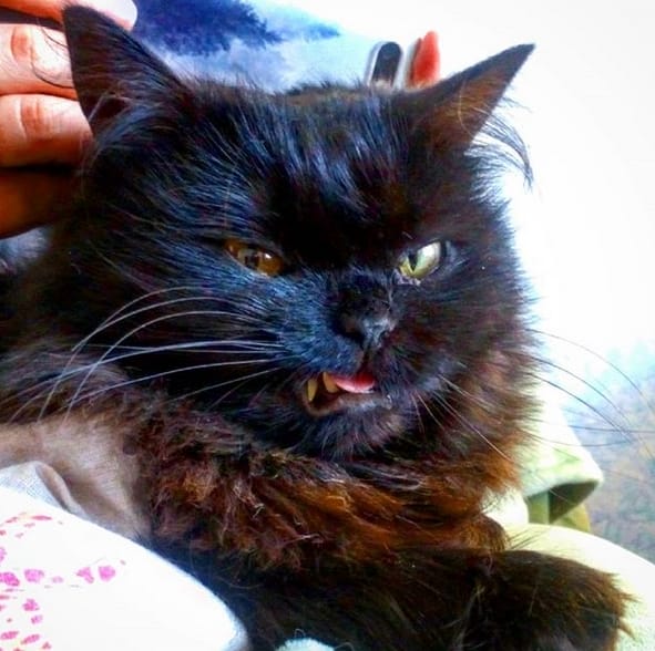 Top 50 Weird Cat Names PetPress