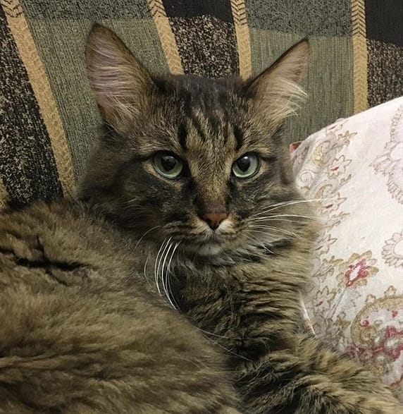 Over 250 Popular Boy Cat Names 2020 PetPress