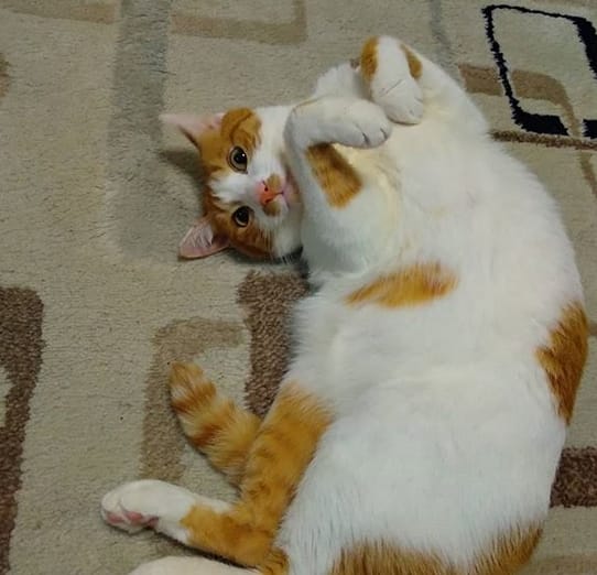 Top 290 Elegant Cat Names PetPress