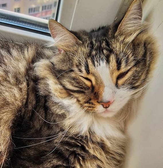 Over 250 Popular Boy Cat Names 2020 PetPress