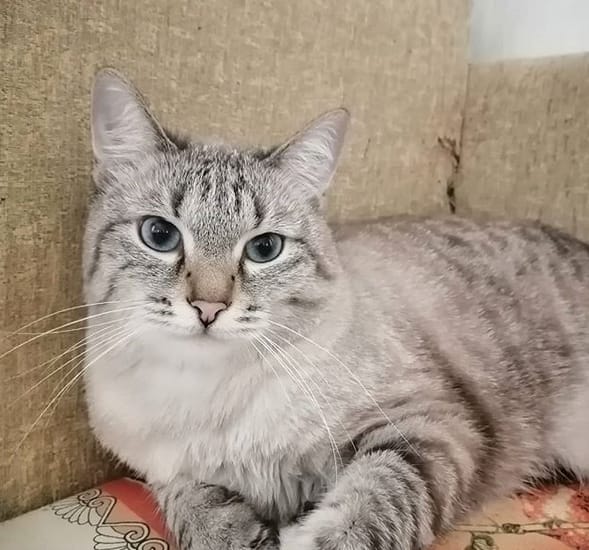 Top 290 Elegant Cat Names PetPress