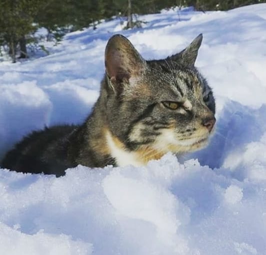 Over 250 Popular Boy Cat Names 2020 PetPress