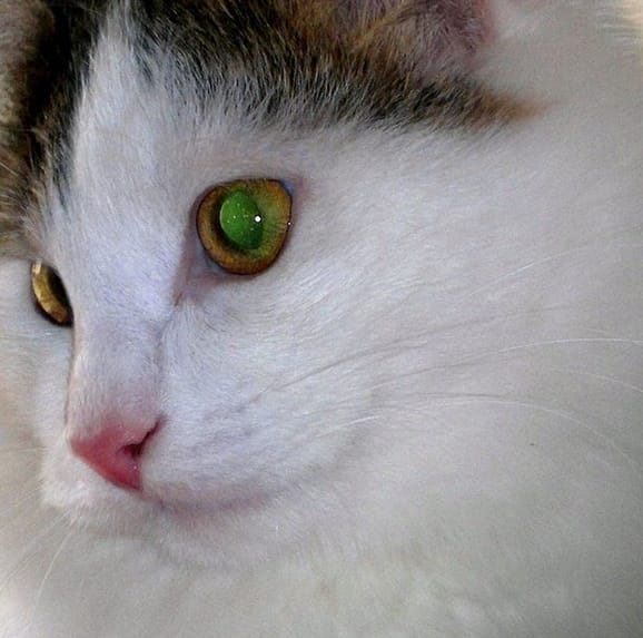 Over 250 Popular Boy Cat Names 2020 PetPress