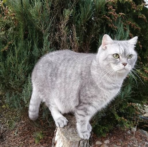 Over 250 Popular Boy Cat Names 2020 PetPress