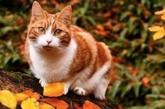 Top 50 Autumn Cat Names To Name Your New Feline Friend