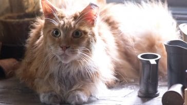 cat names from movies