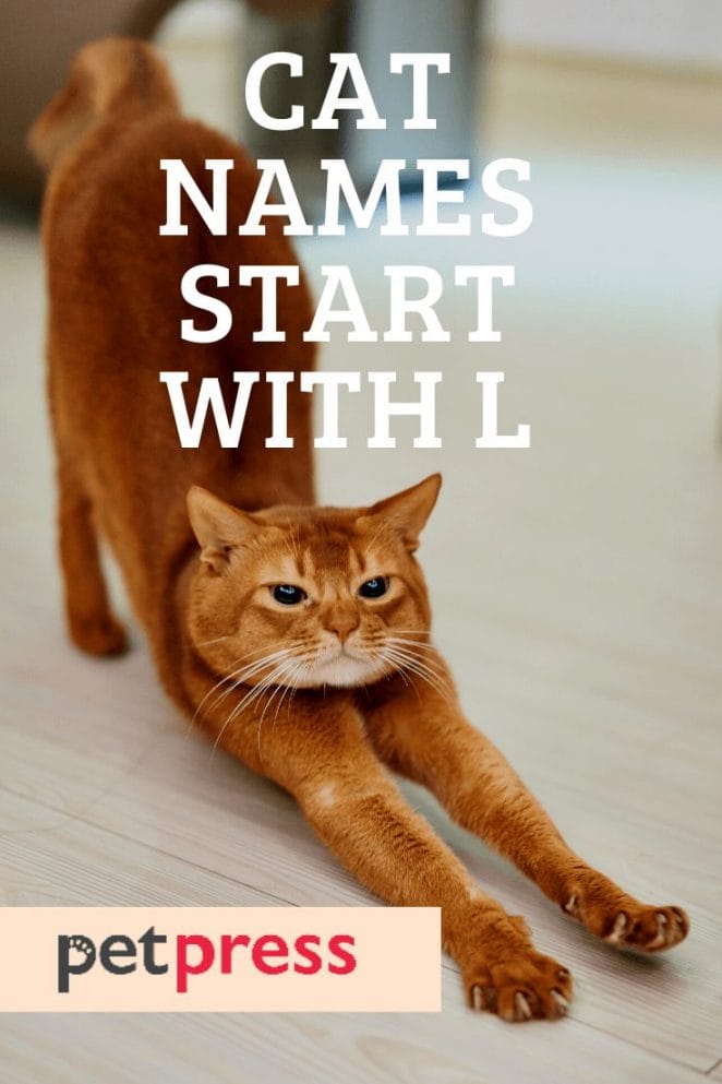 cat names starting with L