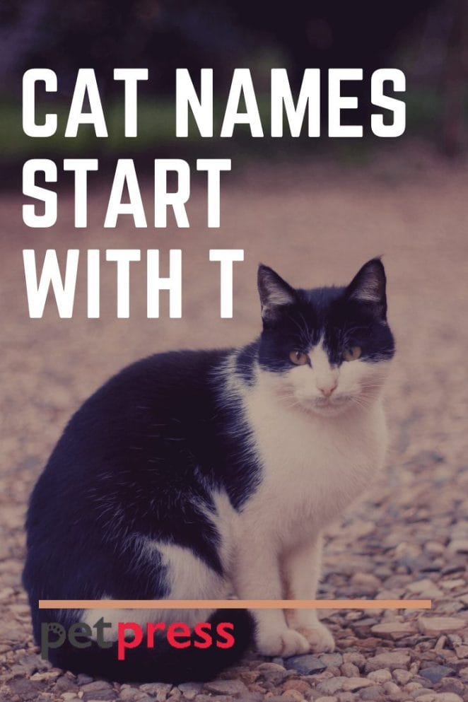 cat names starting with T