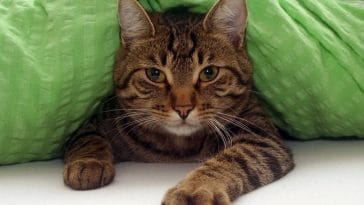 cat names starting with l