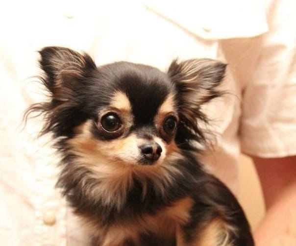 49 Girl Dog Names for Little Dogs PetPress