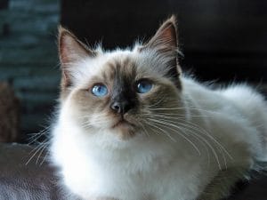 Female Cat Names: 500 of the Top Girl Cat Names