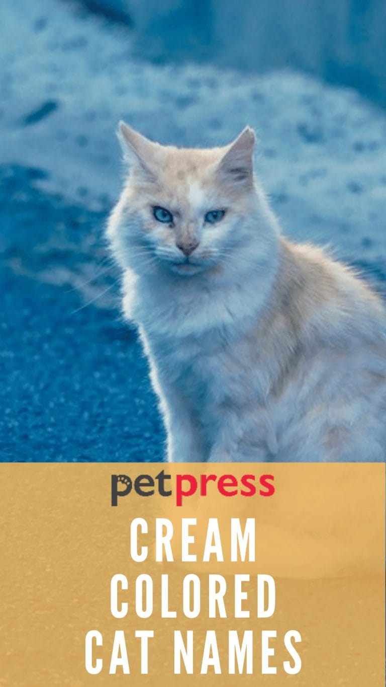 175 Best Cream Colored Cat Names The Ultimate List PetPress