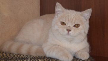 cream colored cat names