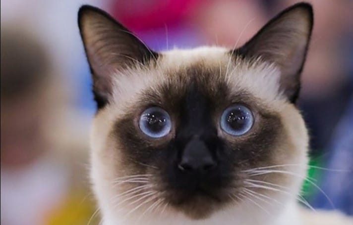 top-7-most-dangerous-cat-breeds-petpress