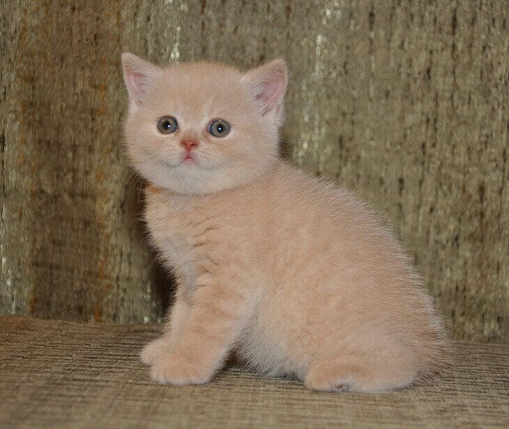 175 Best Cream Colored Cat Names The Ultimate List PetPress