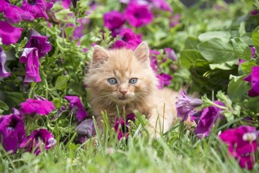 78 Cute Flower Inspired Cat Names for Both Male And Female Cats