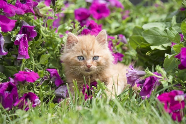 cute-flower-cat-names