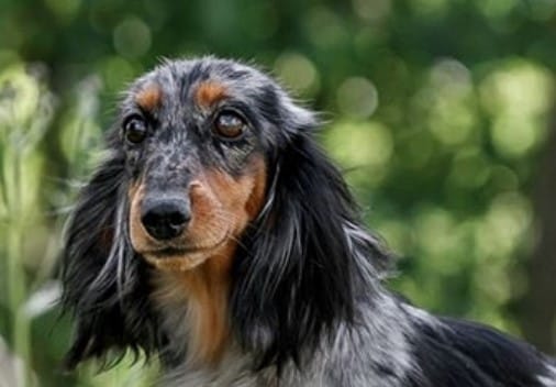 69 Pawsome Girl Dog Names For Dachshunds