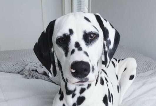 51 Typical Female Dog Names For Dalmatians