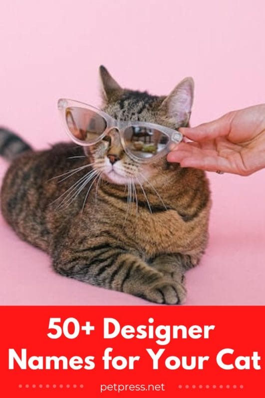 50-designer-names-for-your-cat