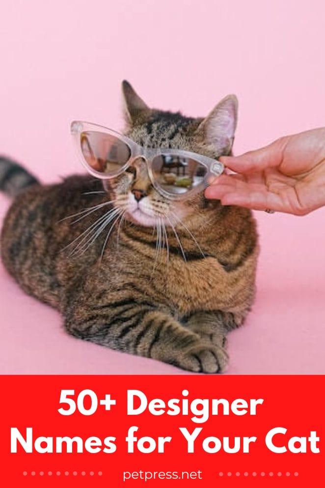 designer cat names