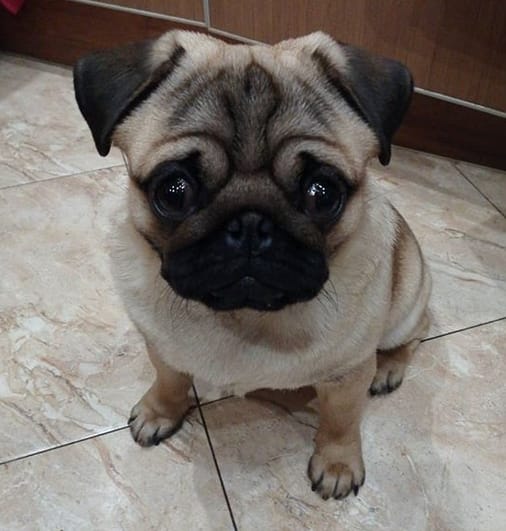 Top 74 Pug Dog Names For Girl Dogs PetPress