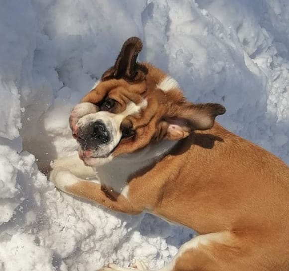 30 Tasty Dog Names Apricot Dog Names PetPress