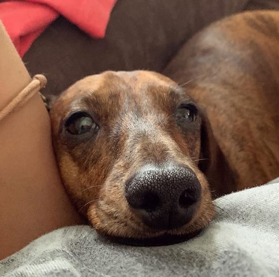 400 Popular Female Dog Names That Start with "L" PetPress