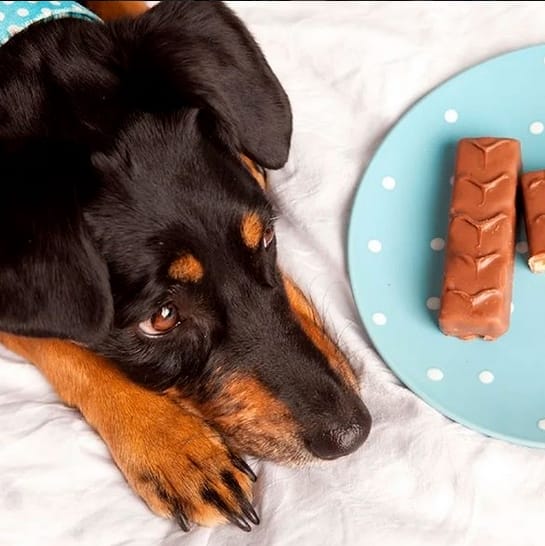 Top 35 Best Dog Names 2020 PetPress