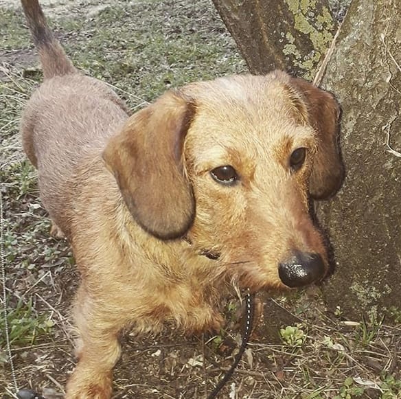 66 Great Country Dog Names for Boy Dogs PetPress