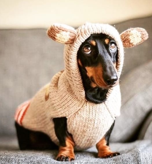 Top 75 Funniest Dog Names for Dachshunds