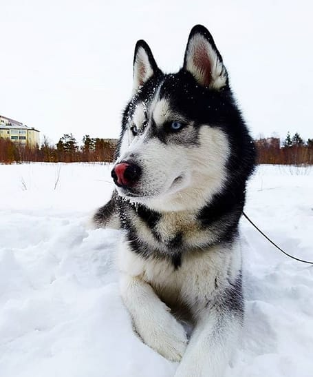 48 Original Siberian Husky Dog Names - Petpress