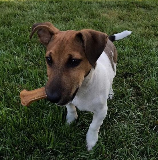 Top 100 Most Popular Male Dog Names 2020 PetPress